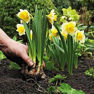 narcis in de tuin